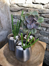 Load image into Gallery viewer, Metallitus Mini Succulents