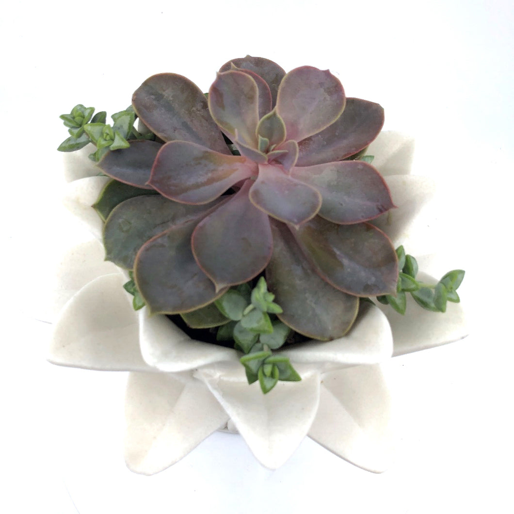 lotus shaped succulent Lovetus Lotus Flower – ILoveTus Succulents