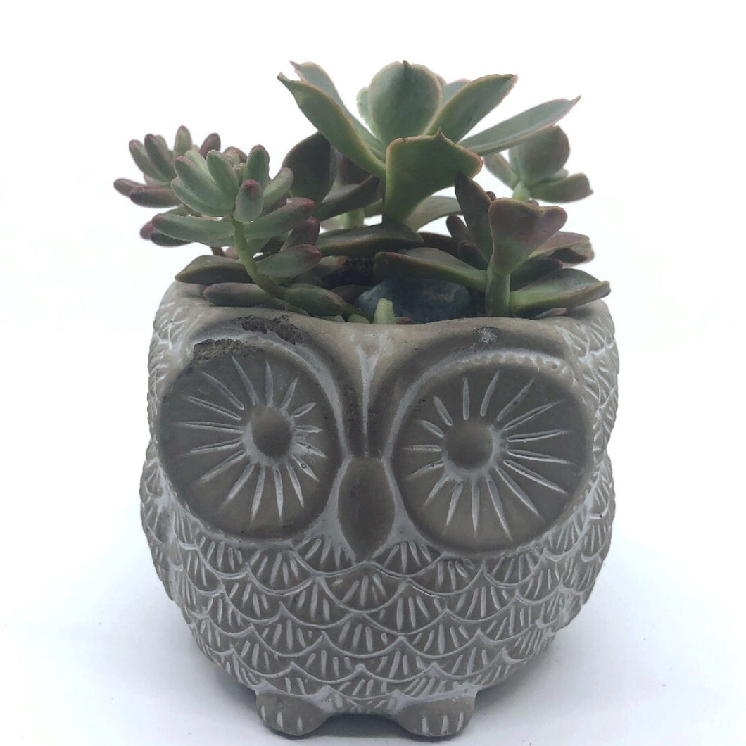 Owltus Mini - Uno, Duo or Trio