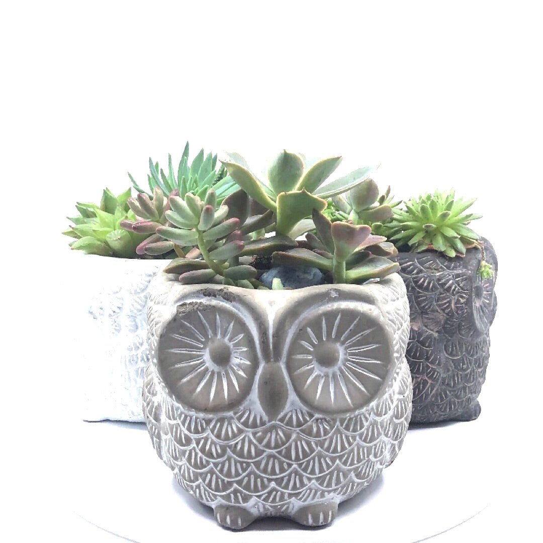 succulent owl planter Owltus Mini
