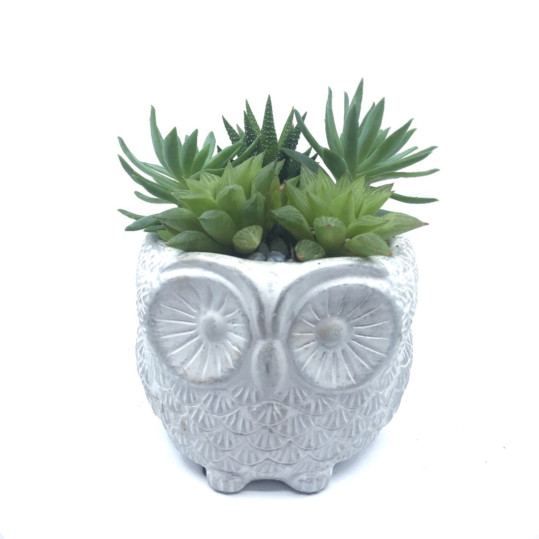 Owltus Mini - Uno, Duo or Trio