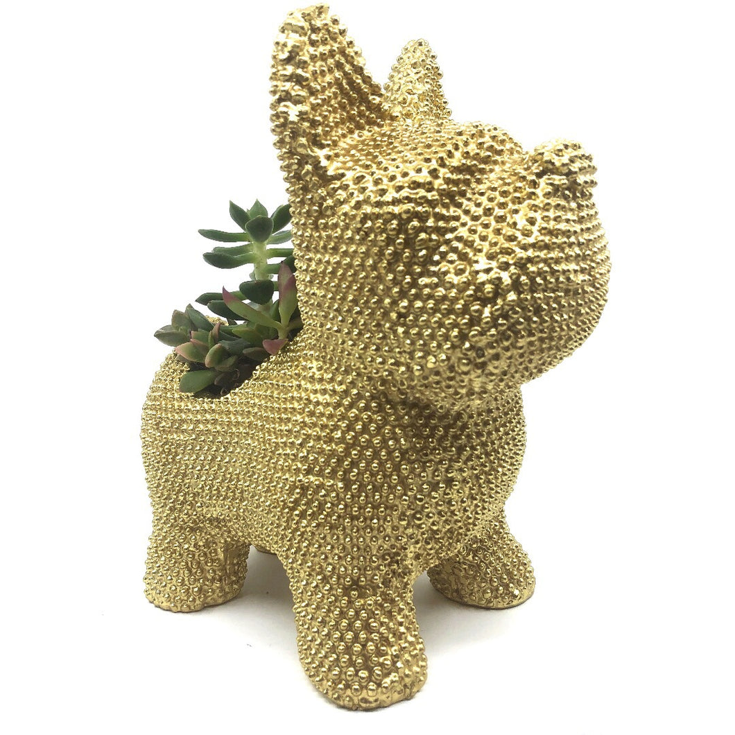 Wooftus Golden French Bulldog