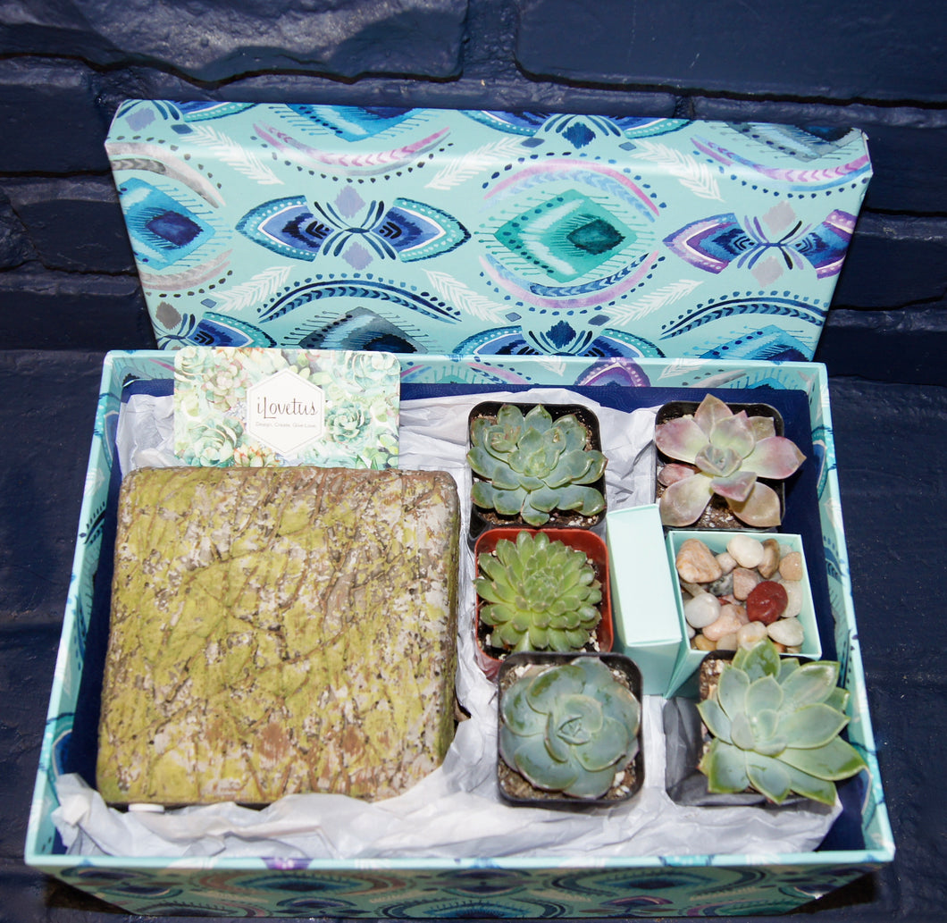 Medium Do-It-Yourself Lovetus Succulent Garden Kit