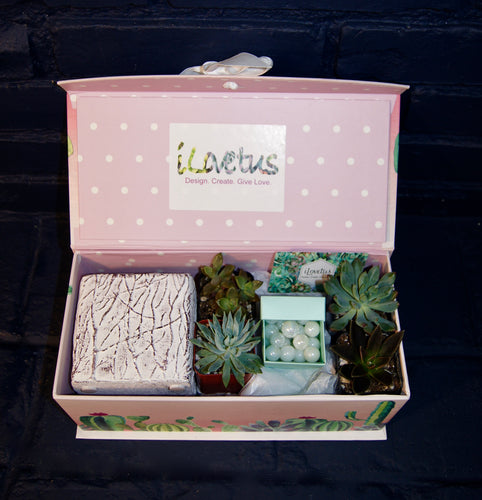 Small Do-It-Yourself Lovetus Succulent Mini-Garden Kit
