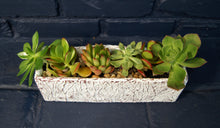 Load image into Gallery viewer, Large Do-It-Yourself Lovetus Succulent Garden Kit