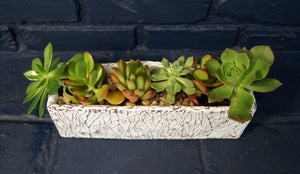 Large Do-It-Yourself Lovetus Succulent Garden Kit