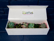 Load image into Gallery viewer, Romantic &quot;Box of Succulates&quot;  - Our 6 Stars of the Moment