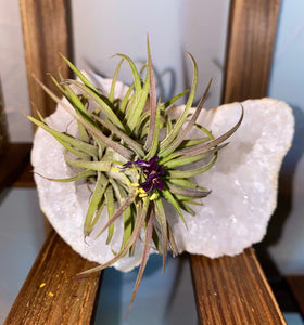 quartz air plant Gemtus Quartz- with an Air Plant, a Cactus or a Succulent – ILoveTus Succulents